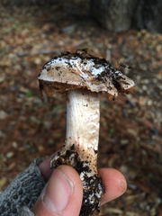 Cortinarius regalis
