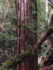 Libocedrus bidwillii