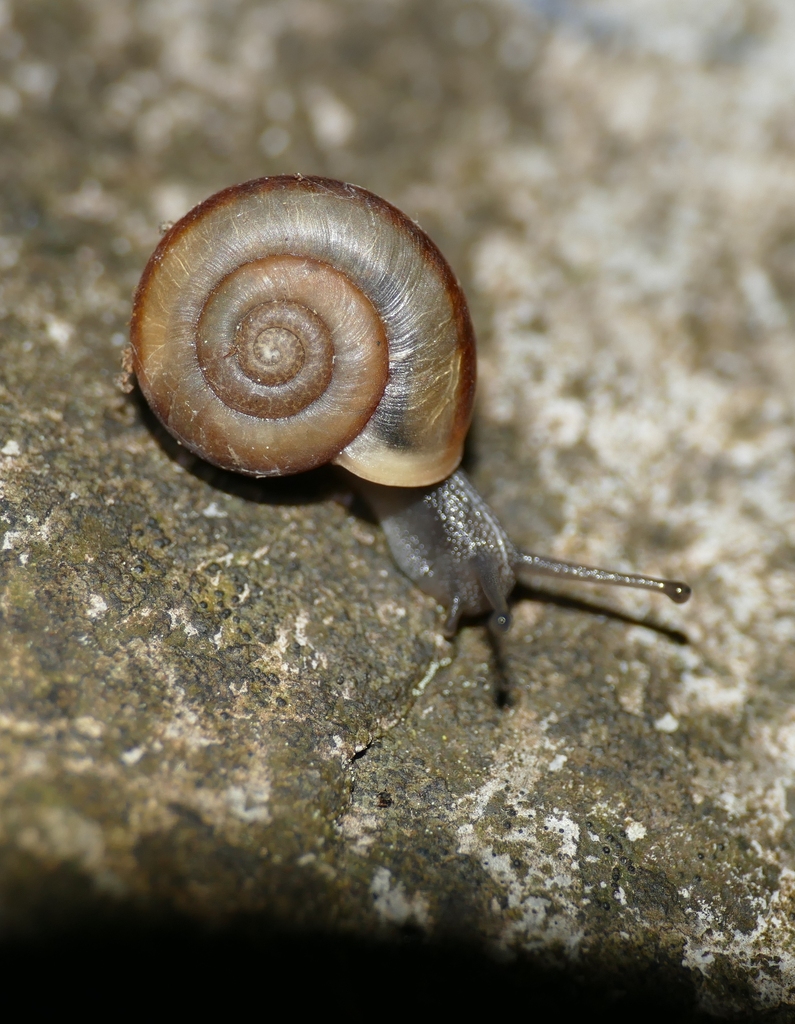 Corneola squamatina