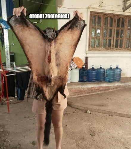 Laotian Giant Flying Squirrel (Biswamoyopterus laoensis) — Data Deficient Mammalia