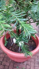 Taxus chinensis