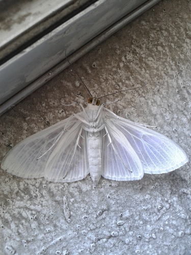 Satin White Palpita