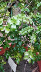 Pterocarpus santalinus