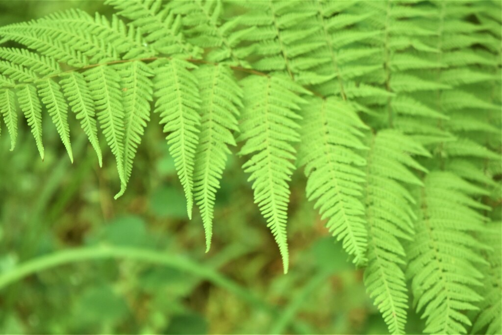 Mariana Maiden Fern from 2200 Co Rd 640, Bartow, FL 33830, USA on May