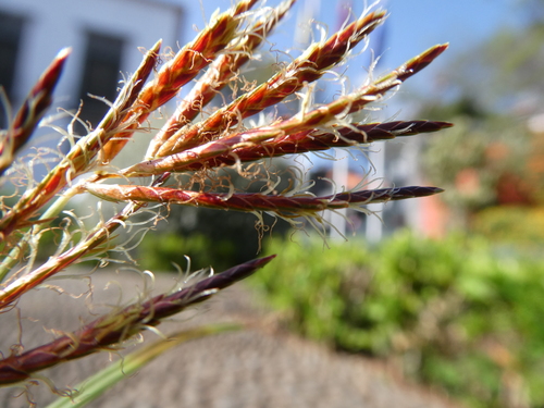 Cyperus rotundus image