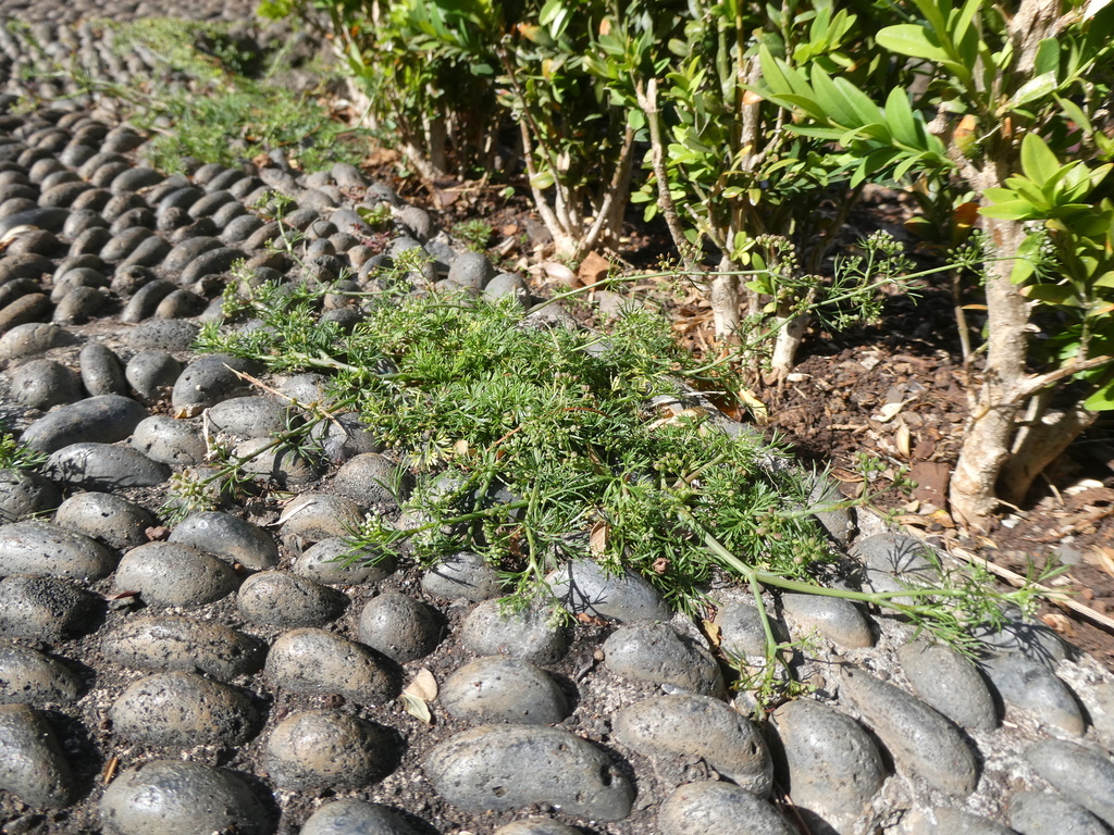 Marsh parsley from Funchal, Madeira, Portugal on April 5, 2023 at 0513 PM by Stephan Pflume