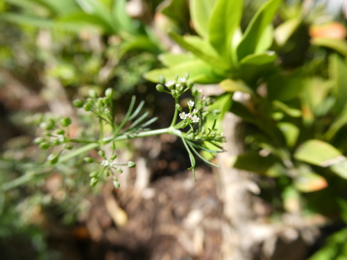 Cyclospermum leptophyllum image