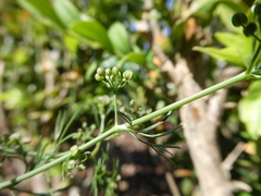 Cyclospermum leptophyllum image