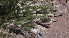 Cytisus supranubius image