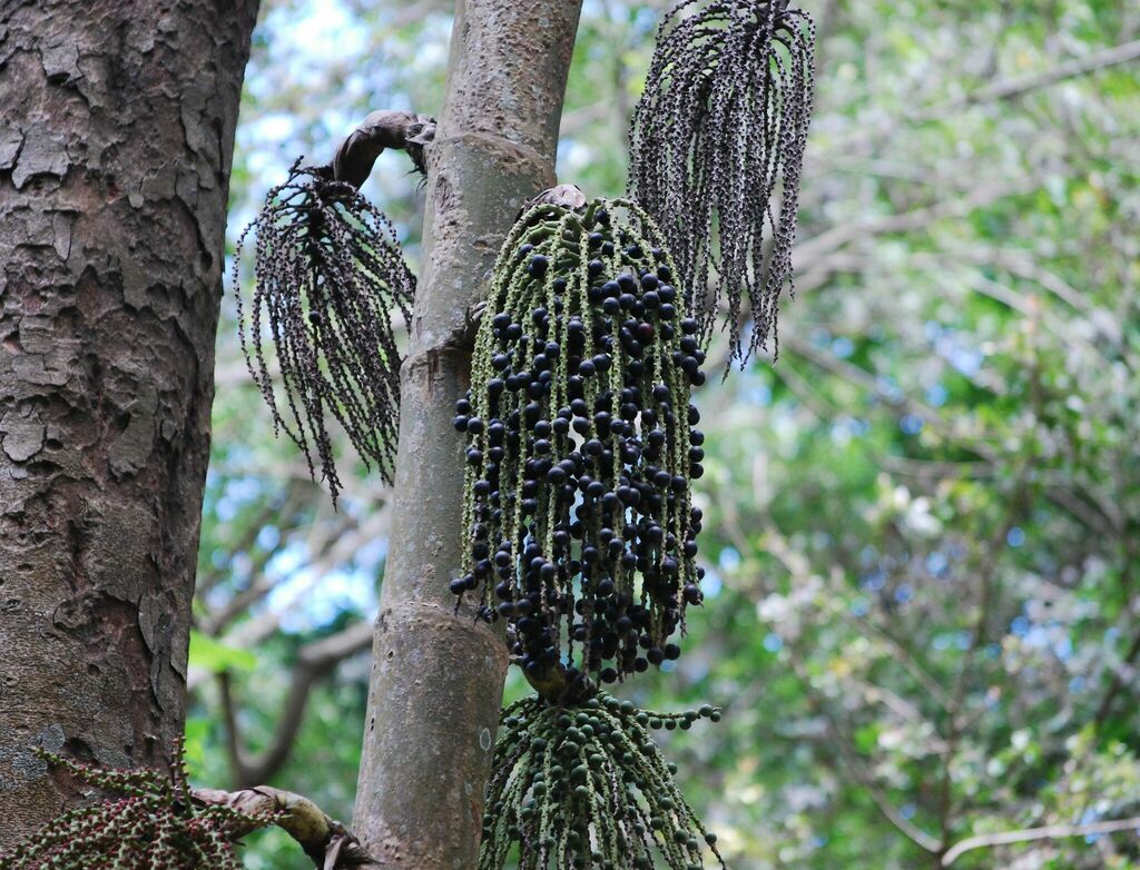 Caryota urens, Ko Phra Thong, Khura Buri District, Phang-nga, Tajlandia