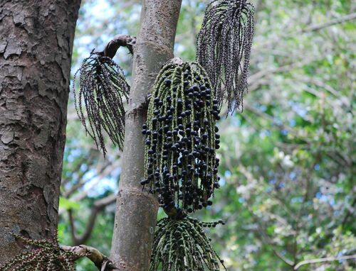 Caryota urens