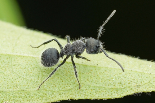 线纹海胆蚁Echinopla lineata