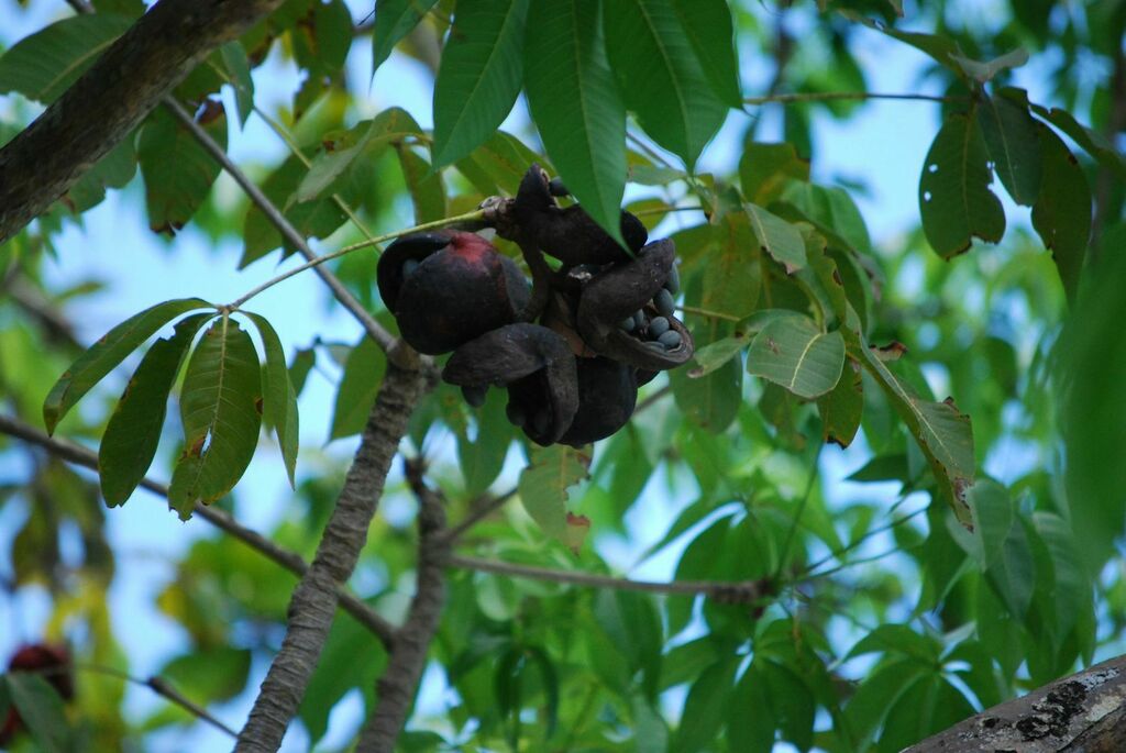 Sterculia foetida, Ko Phra Thong, Khura Buri District, Phang-nga, Tajlandia
