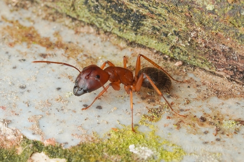 Camponotus setitibia