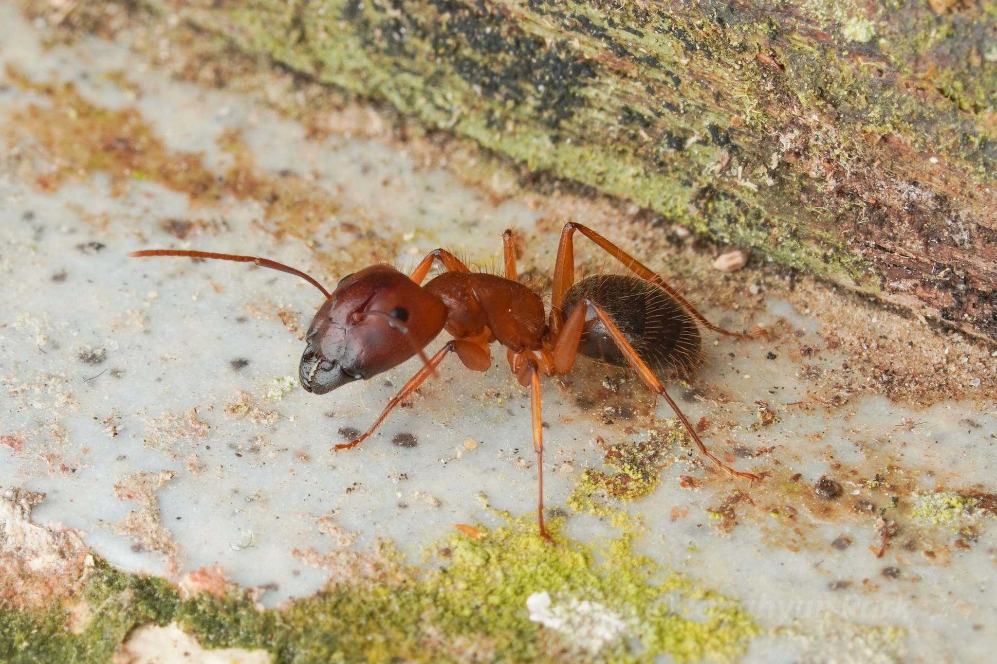 Camponotus setitibia