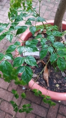 Heteropanax fragrans