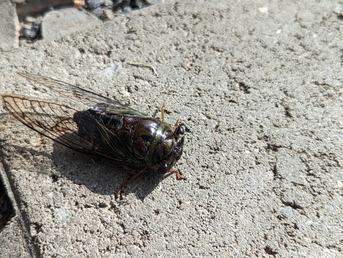 Majeorona bovilla