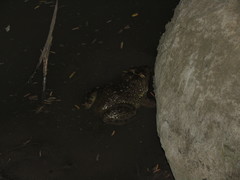 Hoplobatrachus occipitalis