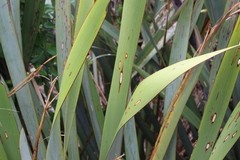 Orthoclydon praefectata