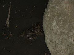 Hoplobatrachus occipitalis