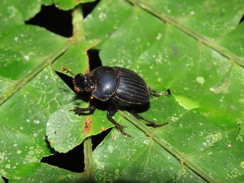 Dichotomius batesi