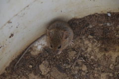 Peromyscus fraterculus