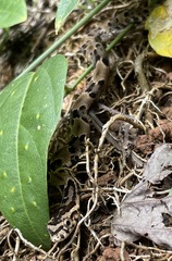 Xenodon rabdocephalus image