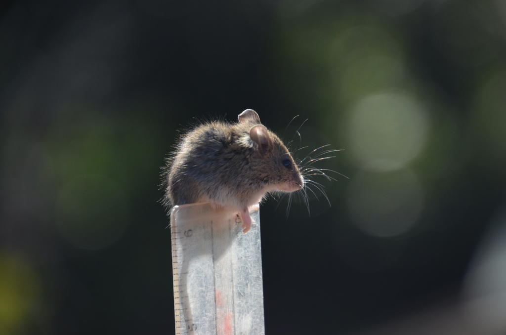 Western Harvest Mouse (Mammals of Sagehen Creek Basin, CA) · iNaturalist