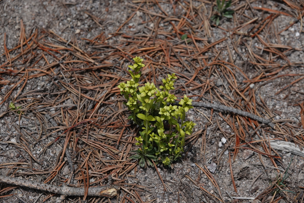 Mustard Flower Rust from Teton County, WY, USA on May 8, 2023 at 12:22 ...