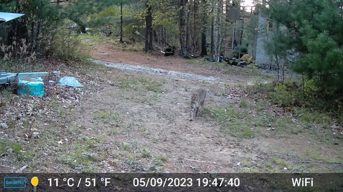 Bobcat photographed in Rhode Island