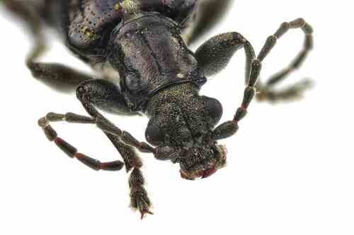 Frost's reed beetle photo 3