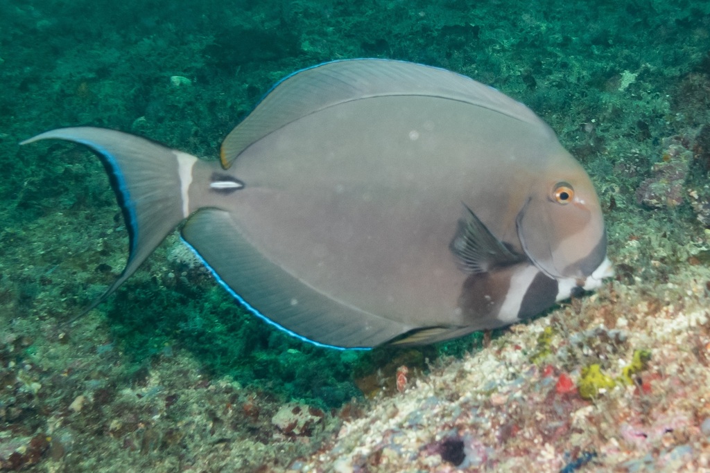 Pale-lipped surgeonfish (Acanthurus leucocheilus) — Acanthuridae