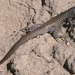 Great Basin Whiptail - Photo (c) Kerry Matz, some rights reserved (CC BY-NC-SA)