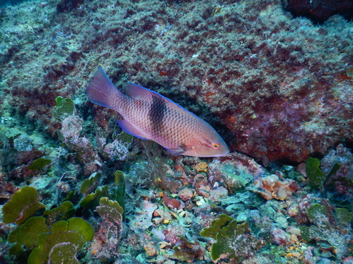 Blackbar hogfish (Bodianus speciosus) — Labridae — 3