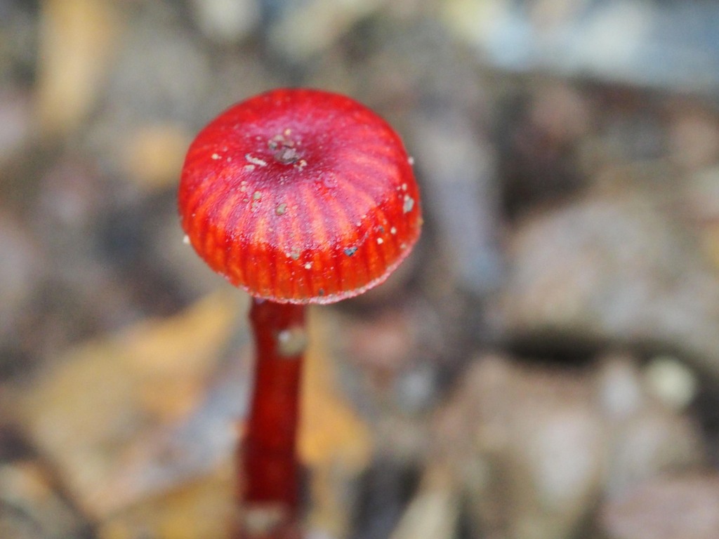 Ruby Bonnot ruby bonnet from Kiwarrak NSW 2430, Australia on March 26, 2023 at 10: ...