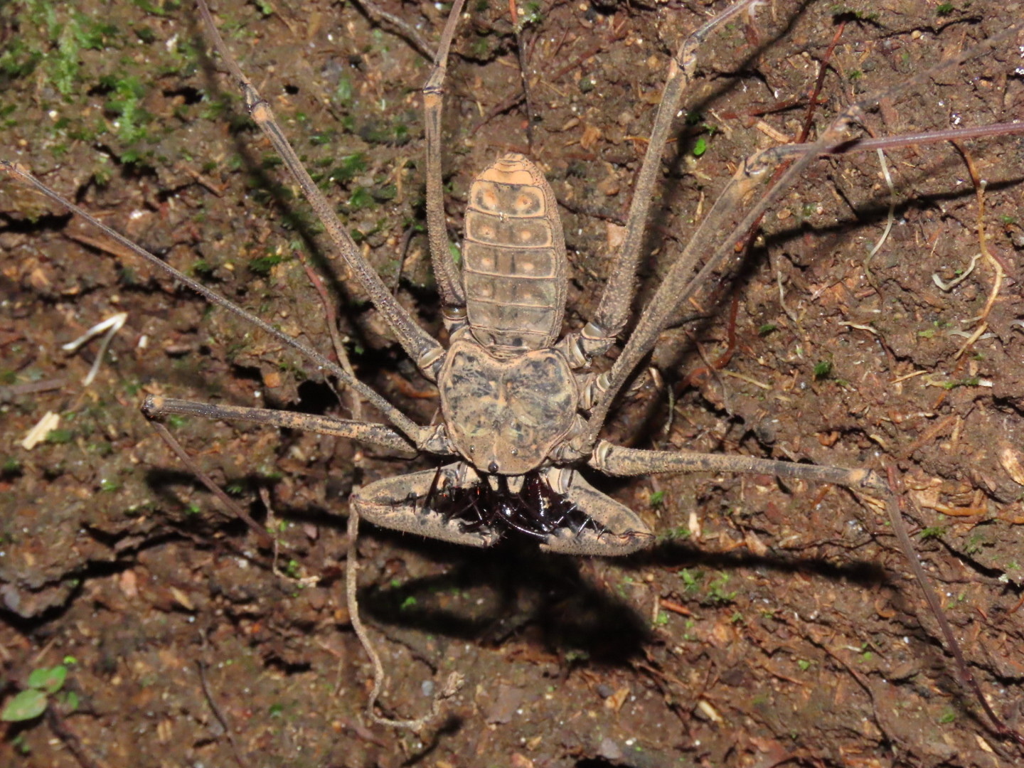 Heterophrynus batesii (Butler, 1873)