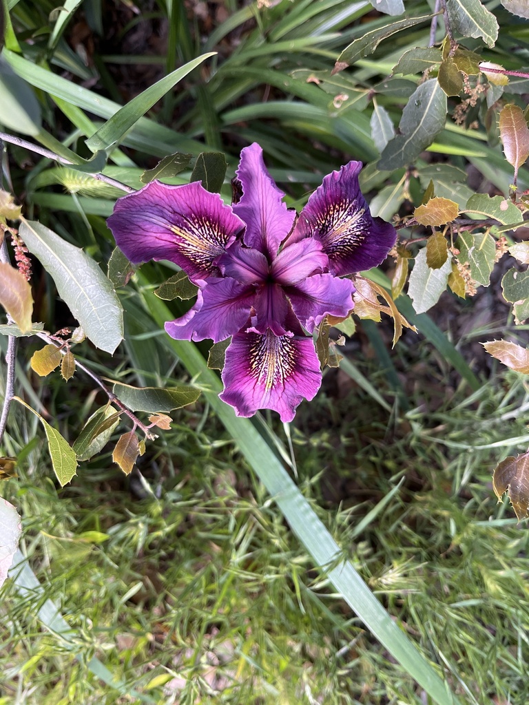 Iris douglasiana, Santa Barbara County, US-CA, US