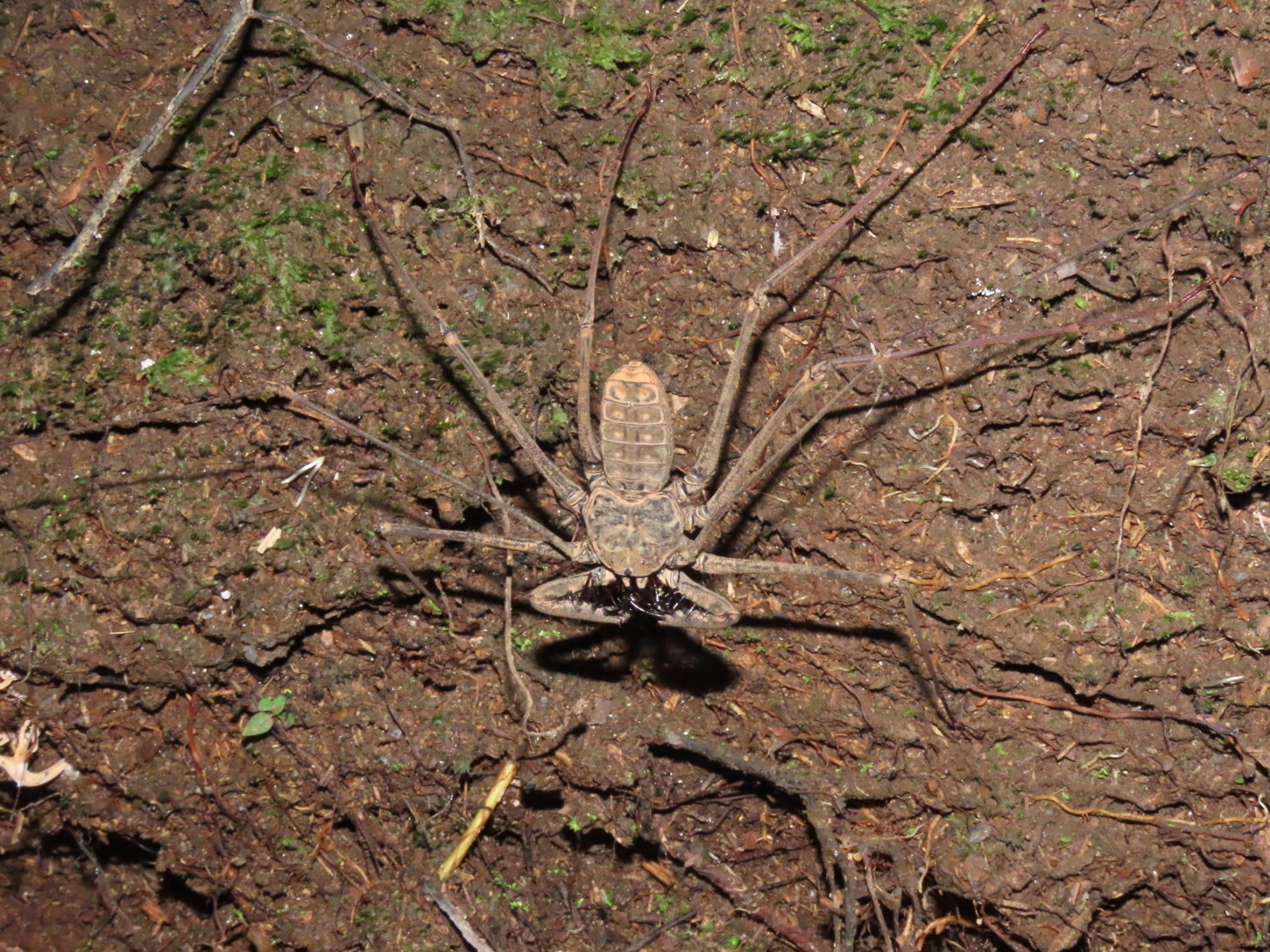Heterophrynus batesii (Butler, 1873)