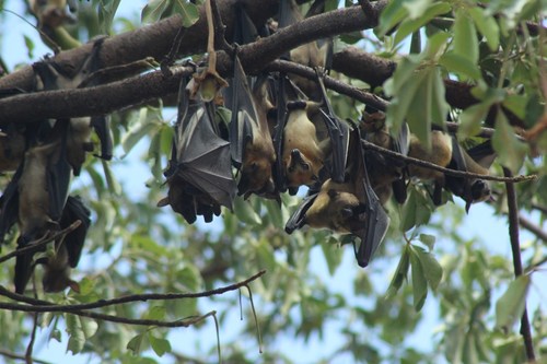 Straw-coloured Fruit Bat