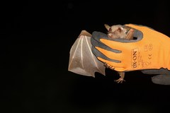 Epomophorus pusillus