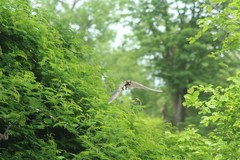 Rousettus aegyptiacus