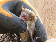 Scotophilus leucogaster