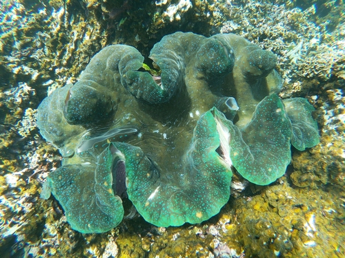 Giant Clam