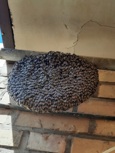 Red Dwarf Honey Bee