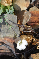Silene uniflora uniflora