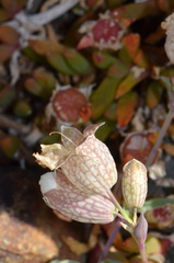Silene uniflora uniflora