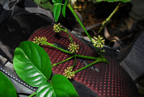 Polyscias subcapitata