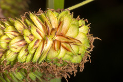 Carex hispida