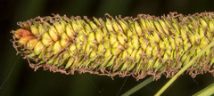Carex hispida