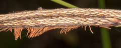 Carex hispida
